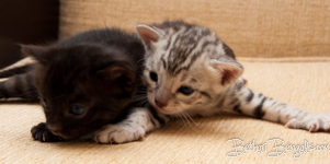 Bengal Kitten rosetted